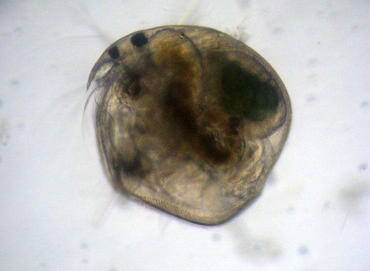 CHYDORUS-SPHAERICUS?